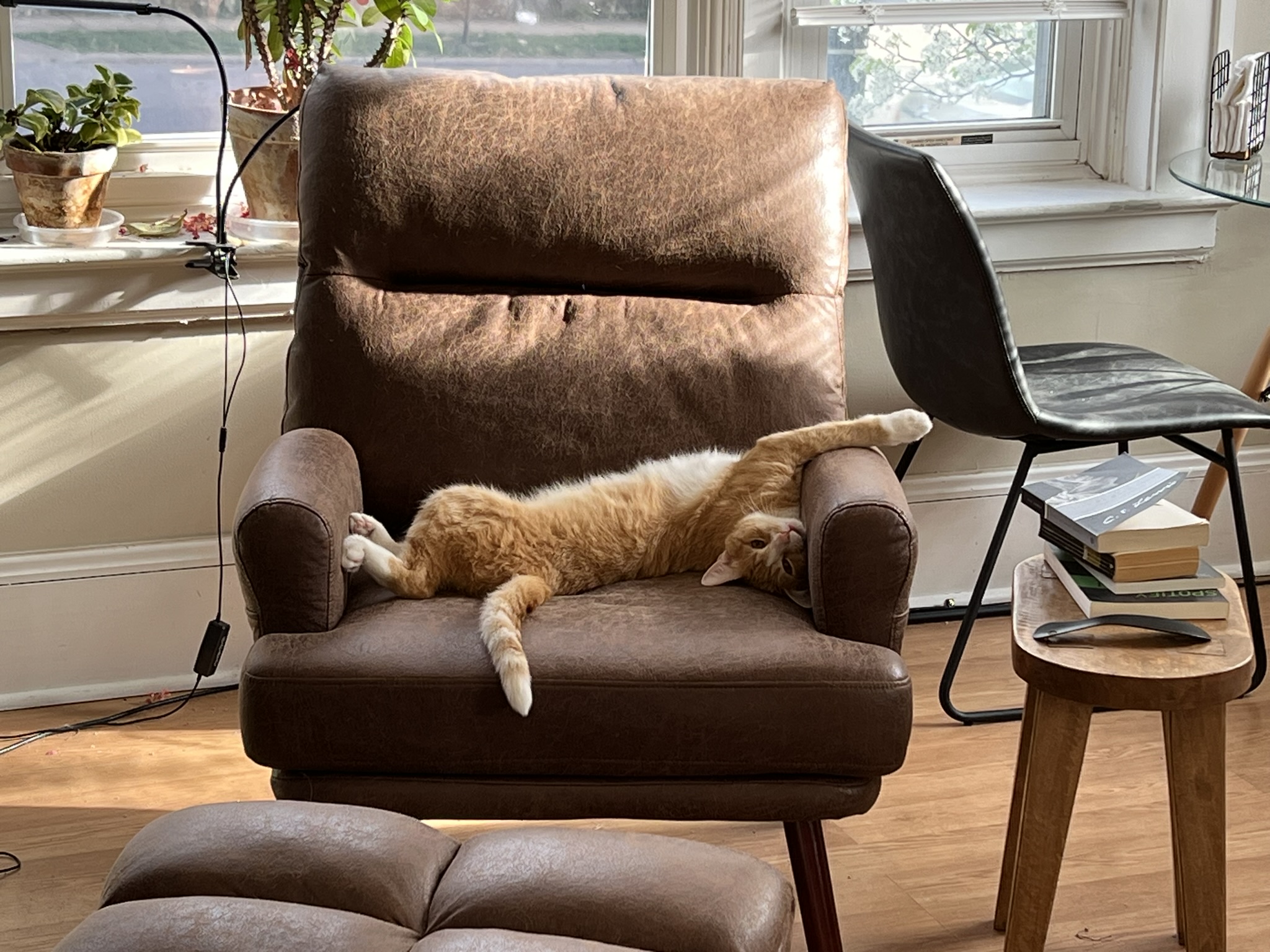 orange cat sleeping upside down on a chair